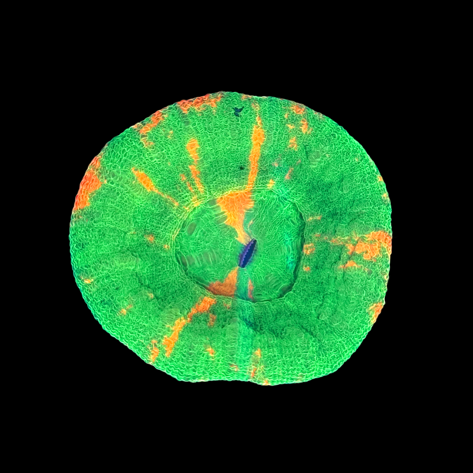 Bleeding Apple Scolymia Large