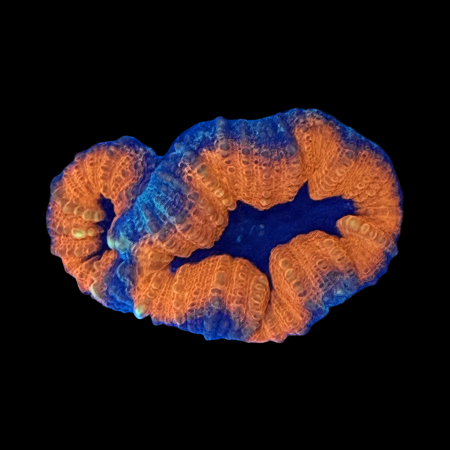 Aussie Dragons Lair Lobo XL