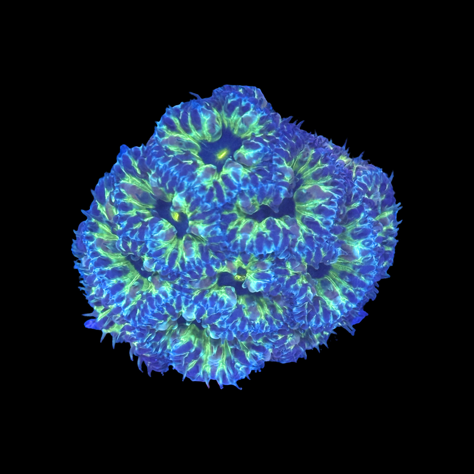 ECC PPE Blasto Merletti