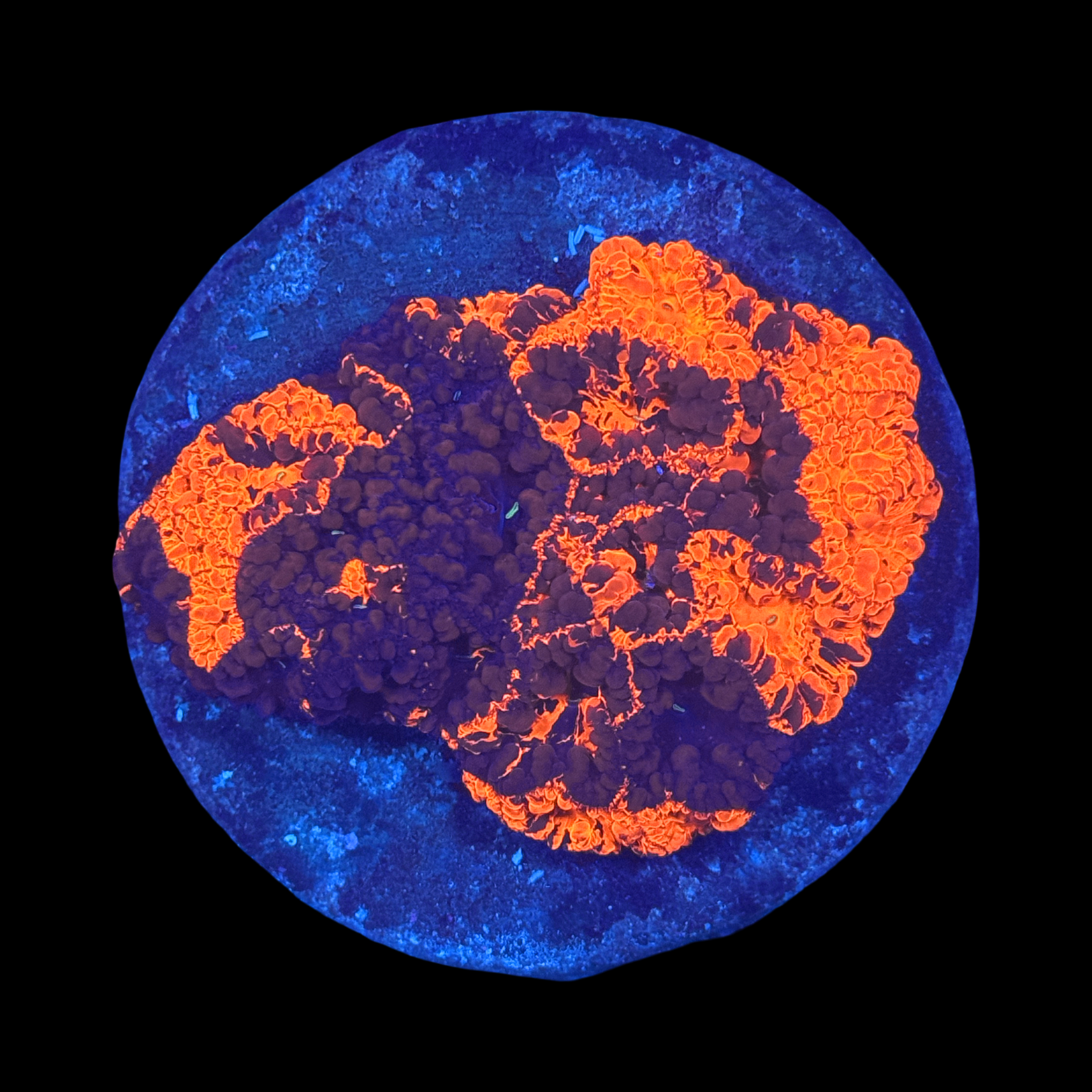 SunFire Blasto Colony