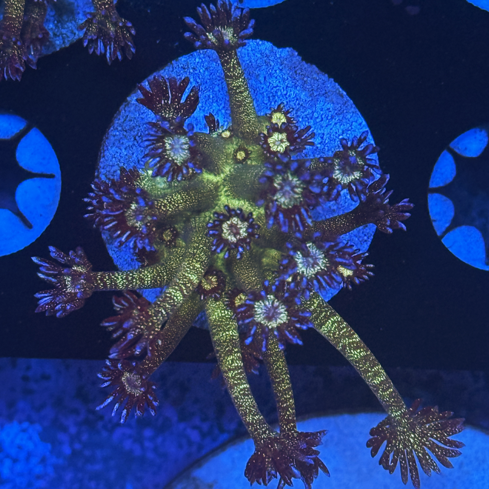 Glitter Bomb Goni XL large plug