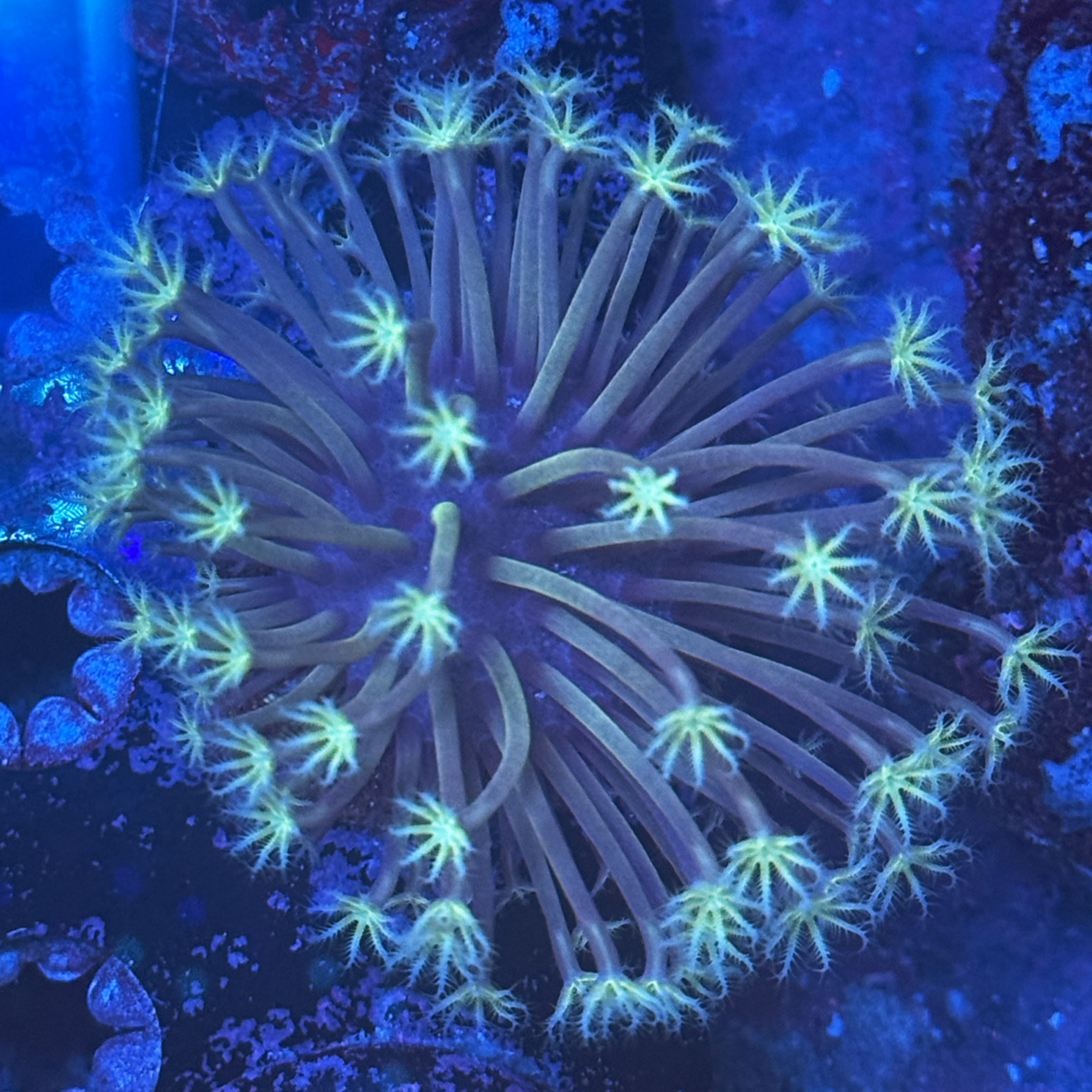 Ultra Weeping Willow