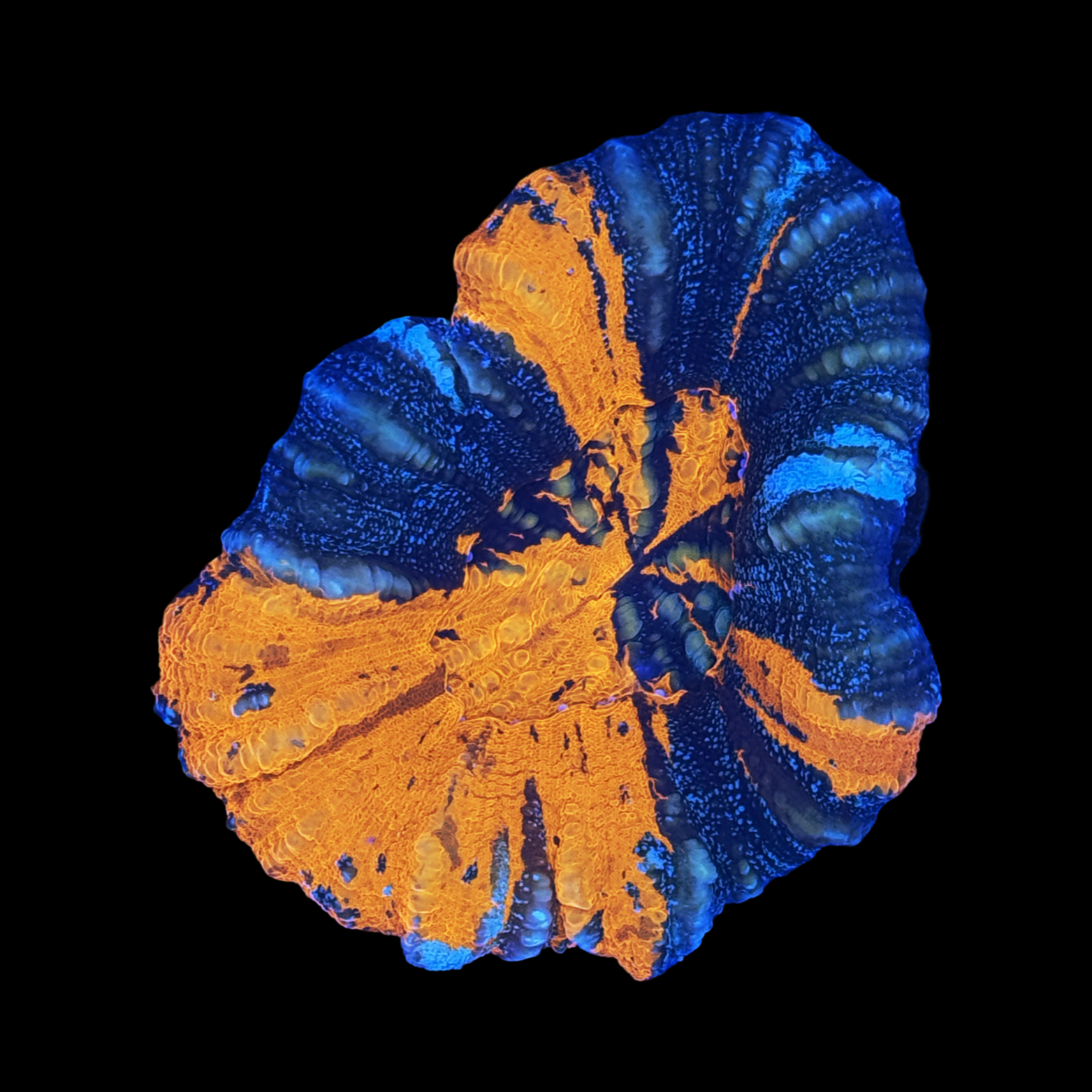 Aussie War Paint Scolymia Large