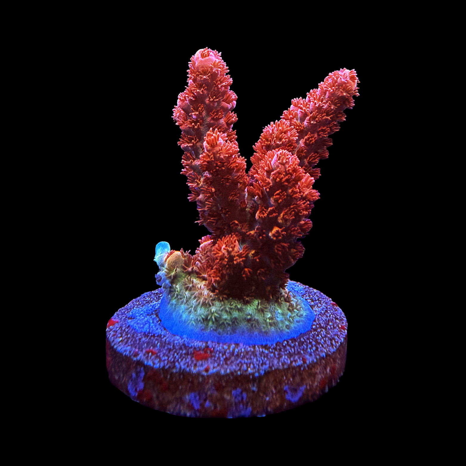 TSA Daydream XL Large Plug