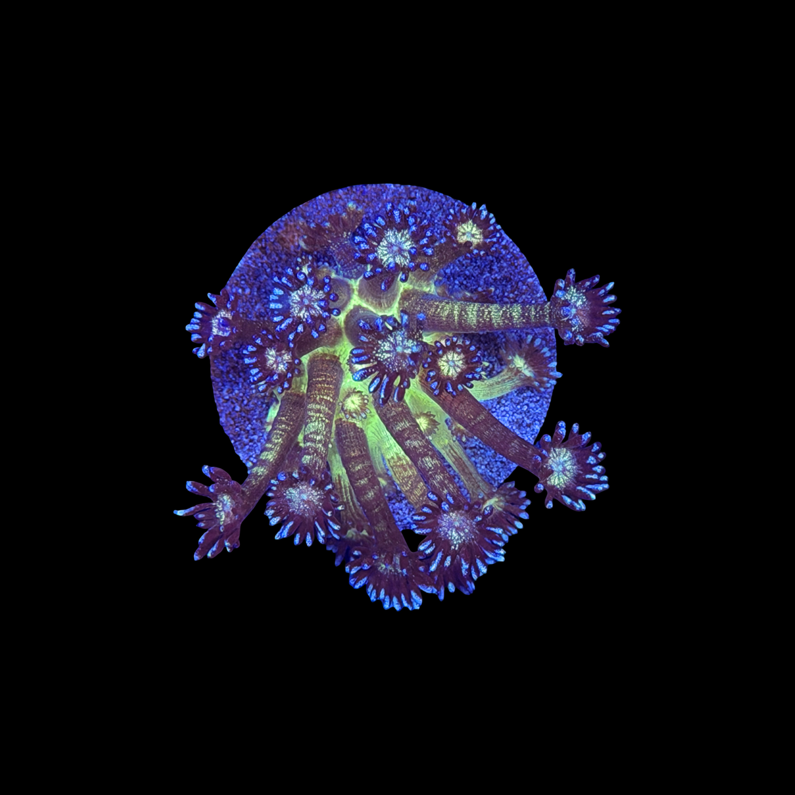 Glitter Bomb Goni XL large plug