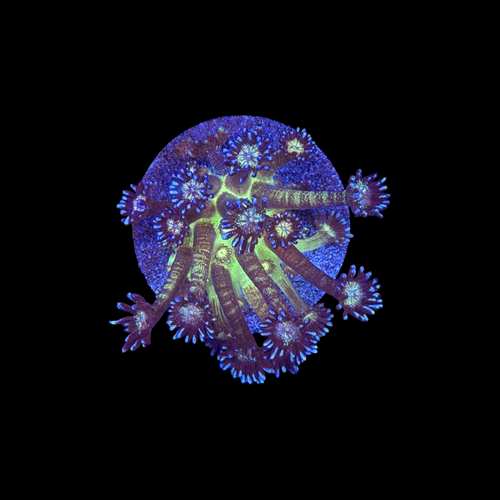 Glitter Bomb Goni XL large plug