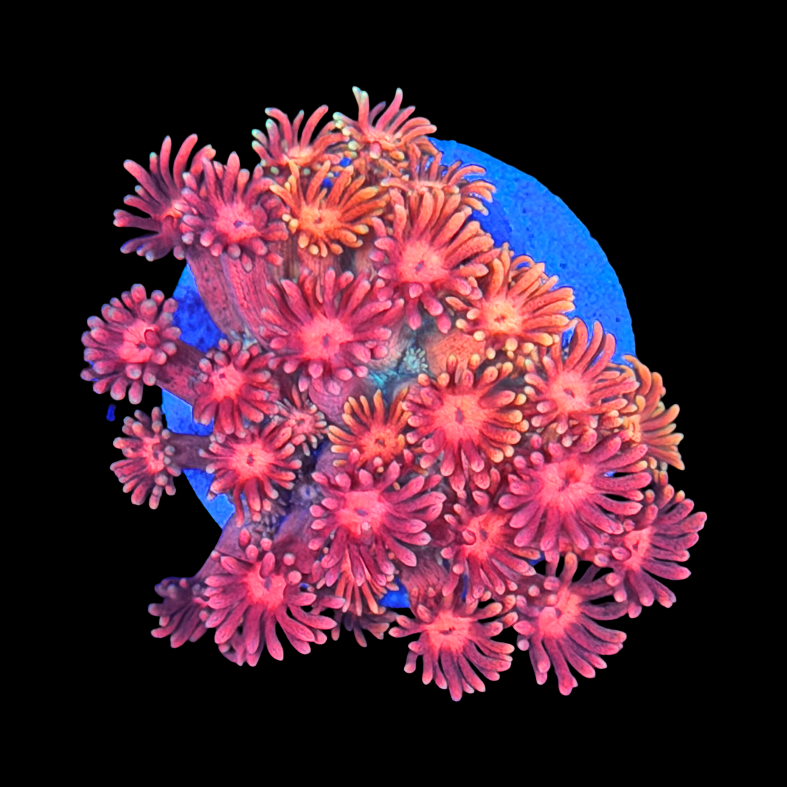 Tropical Punch Goni XL