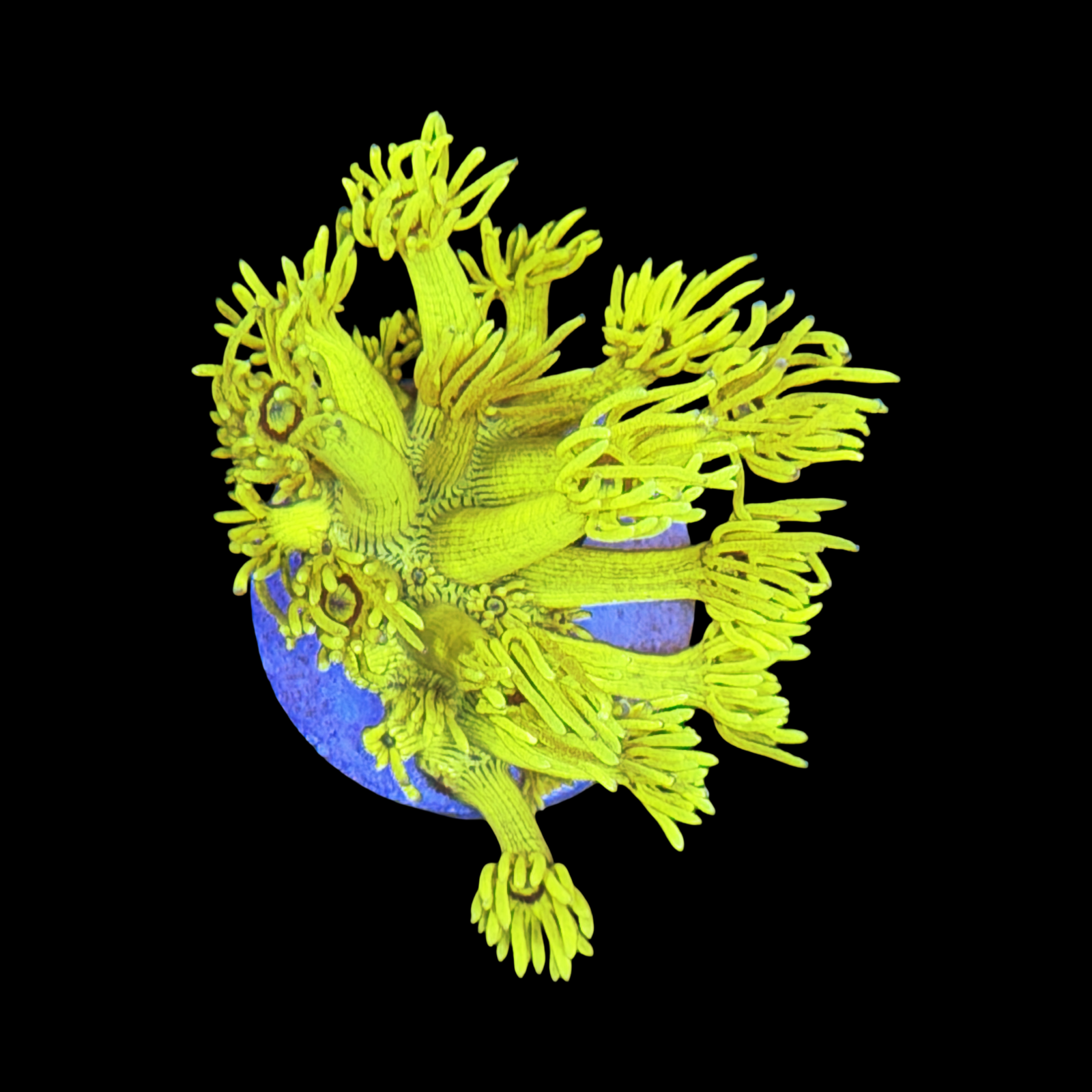 Aussie Bright Yellow Goni XL