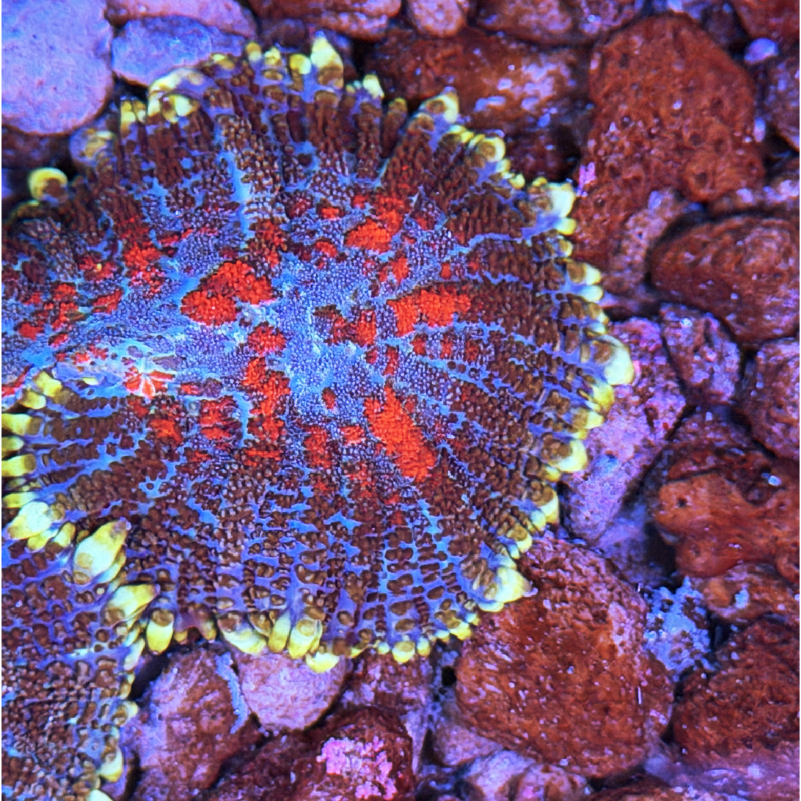 ECC Blown Glass Rhodactis Mushroom