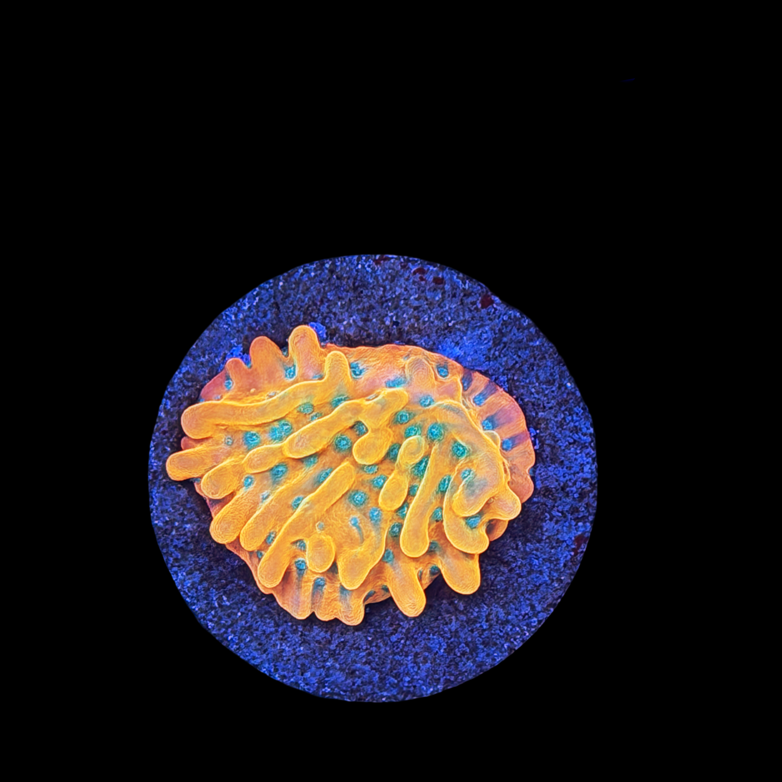 JF Vino Monti Large Plug XL