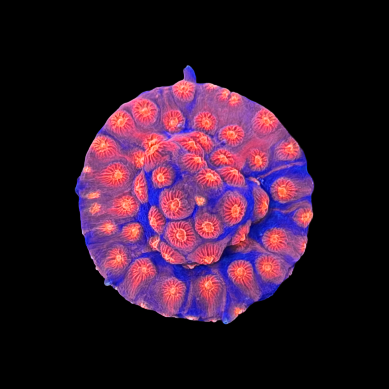 ARC Monet's Madness Cyphastrea