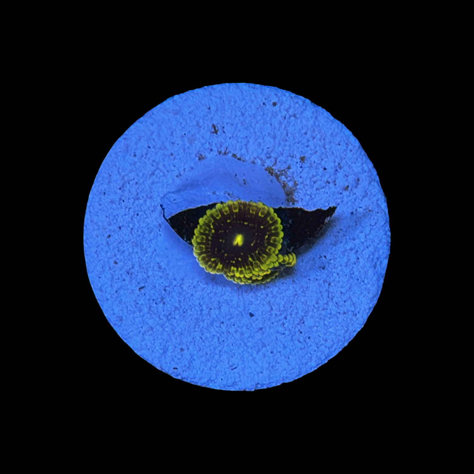 Exosphere Zoa 2 polyps