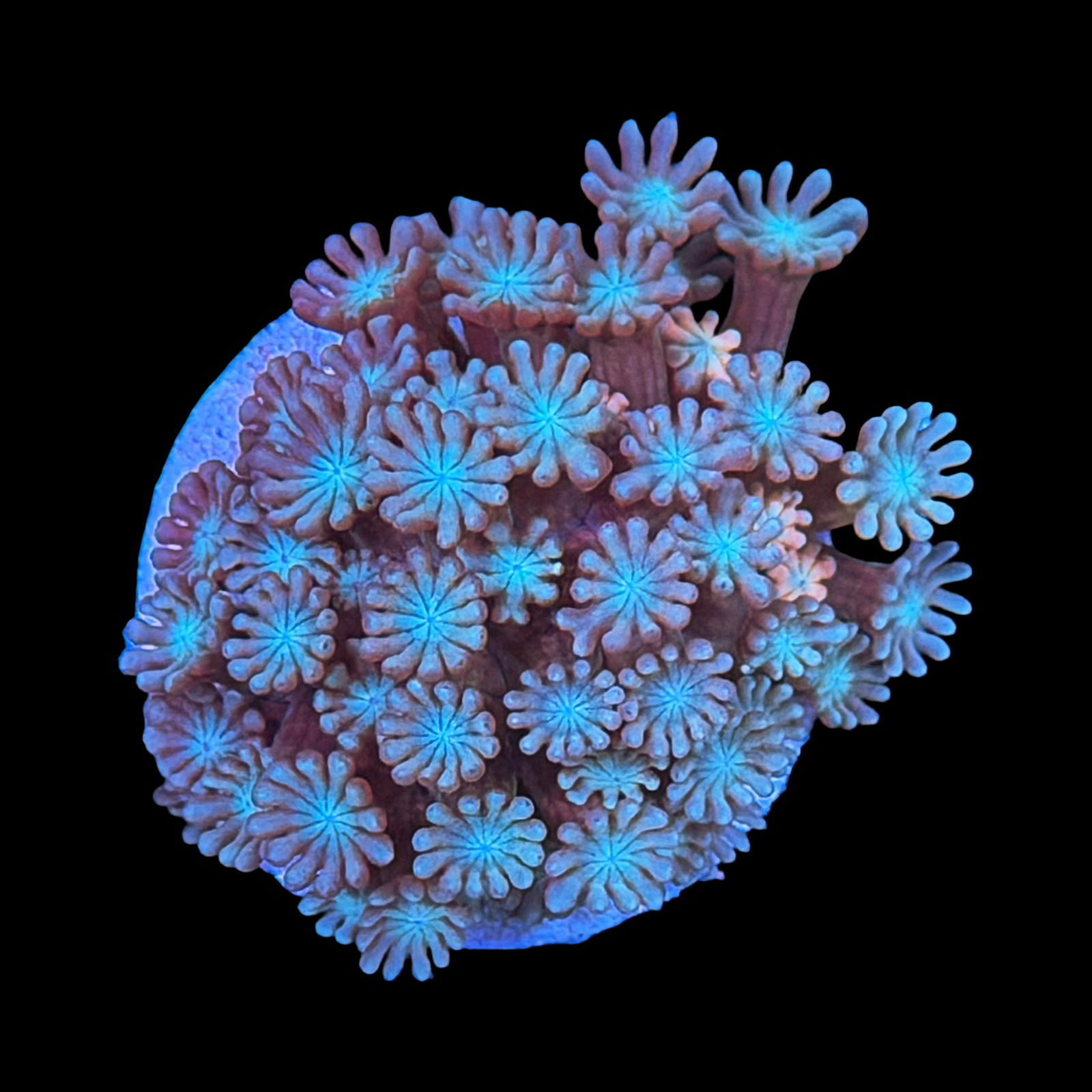 Aussie Alveopora
