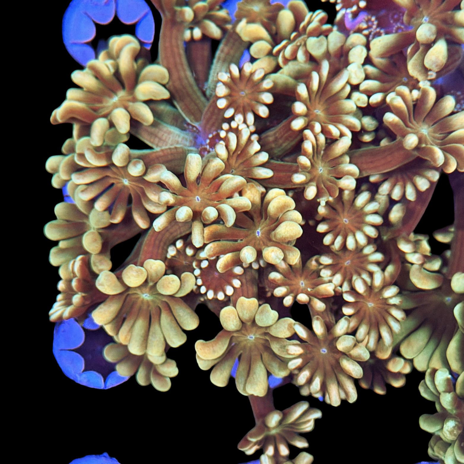 ECC Watercolor Alveopora XL