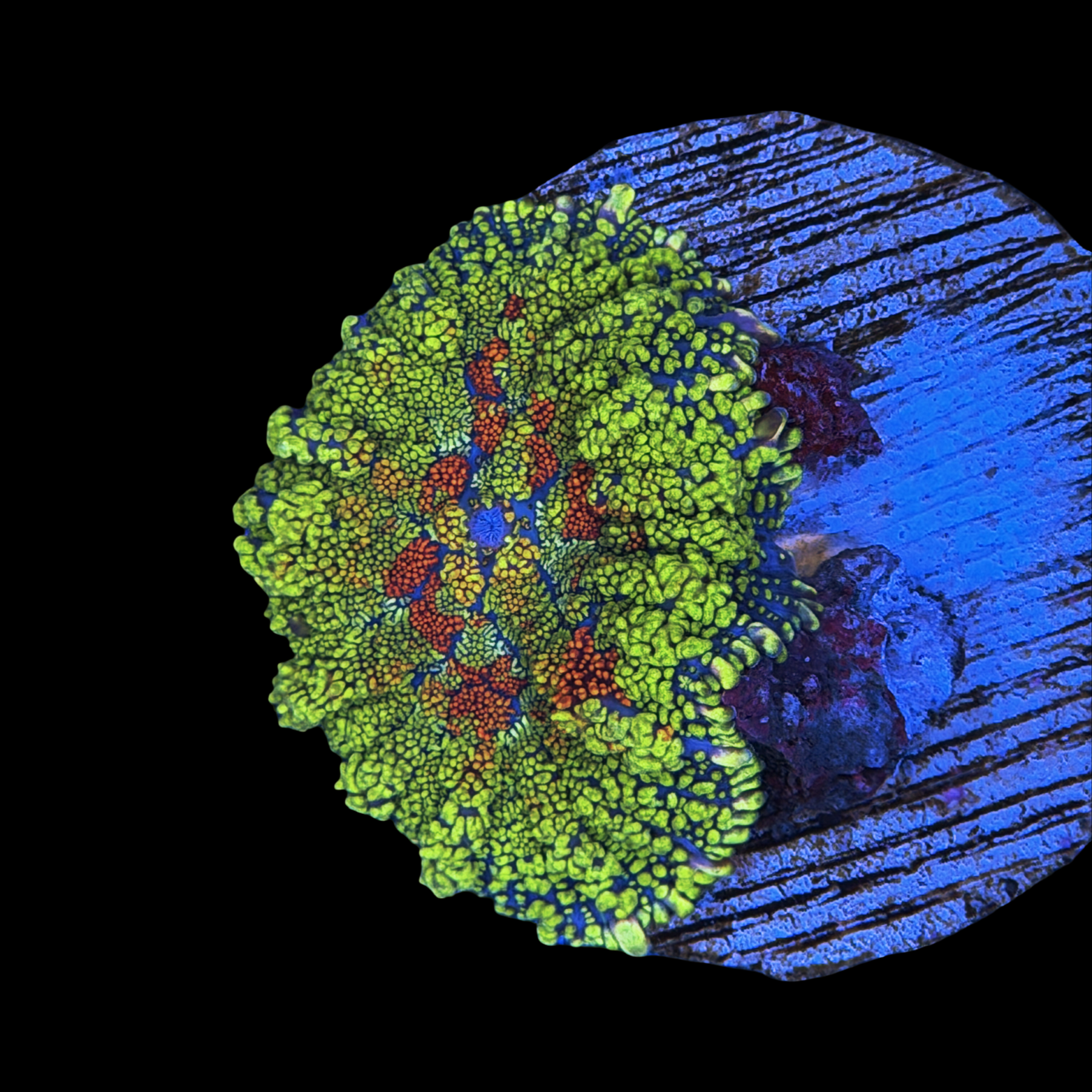 Ultra Painters Rhodactis Mushroom