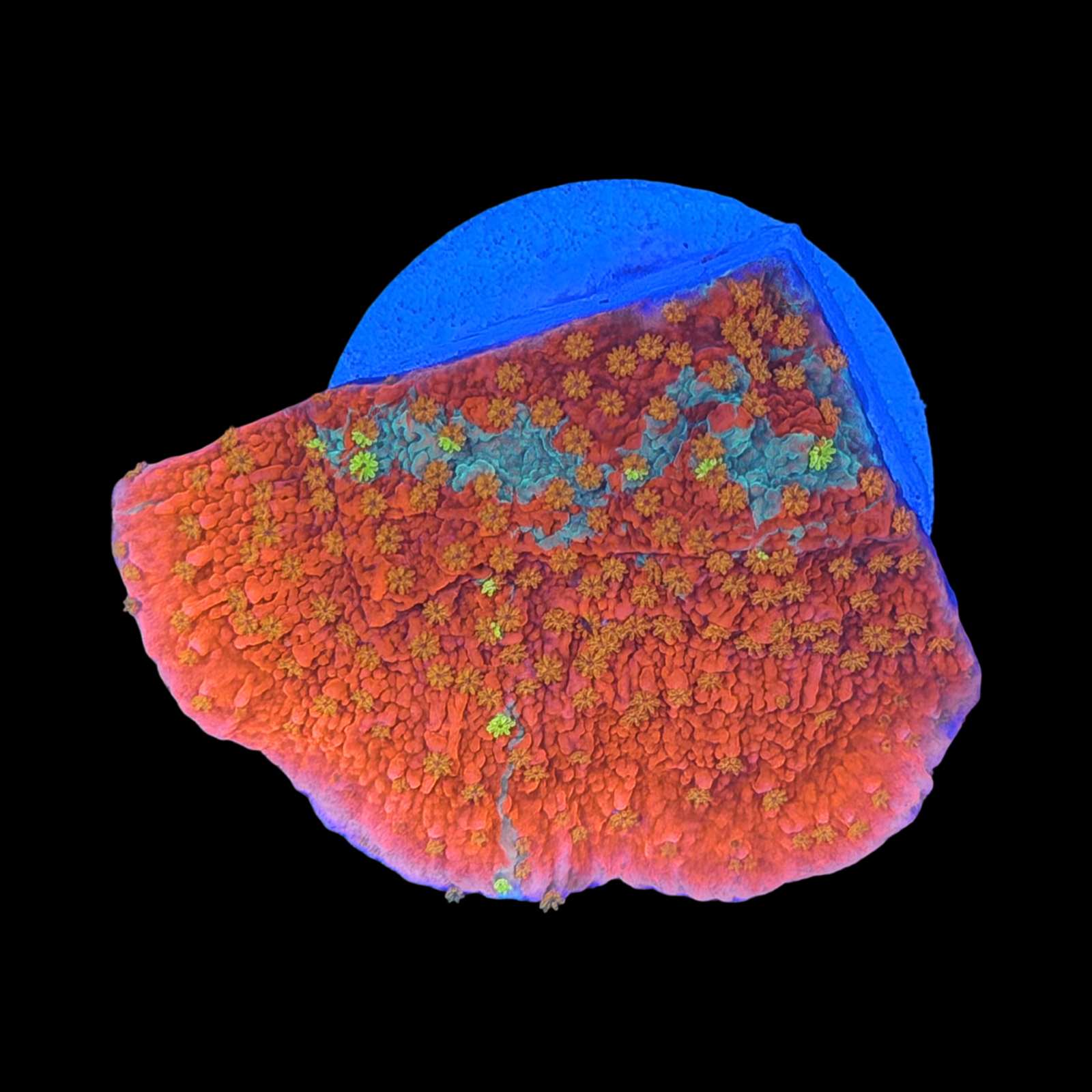 WWC Grafted Sunfire Monti XL