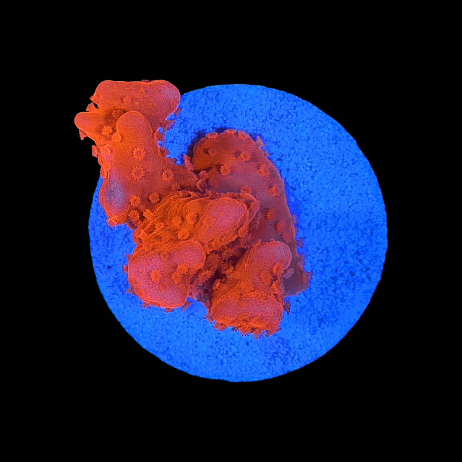 Mai Tai Monti Setosa