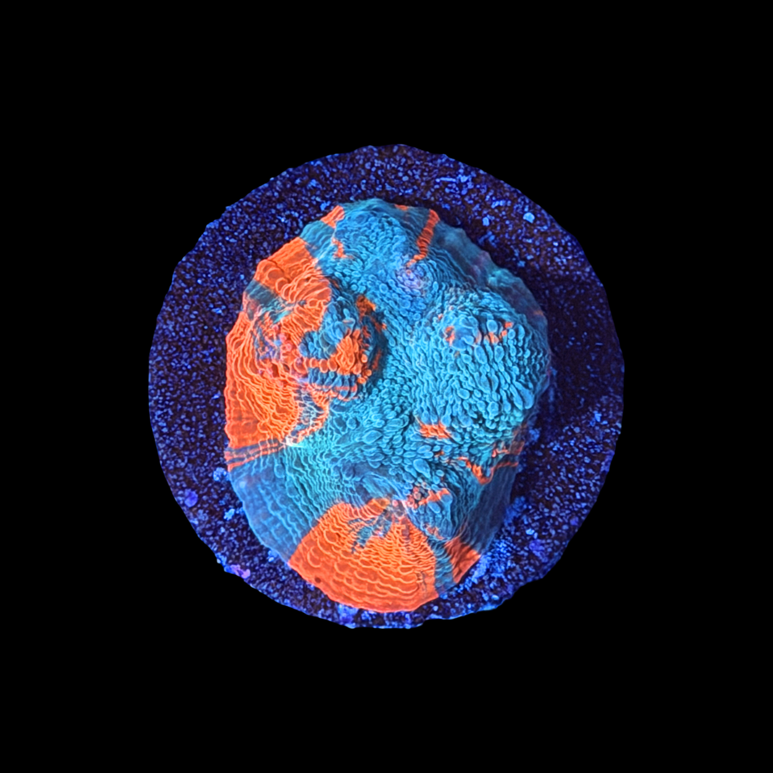 Orange Swirl Jellybean Chalice