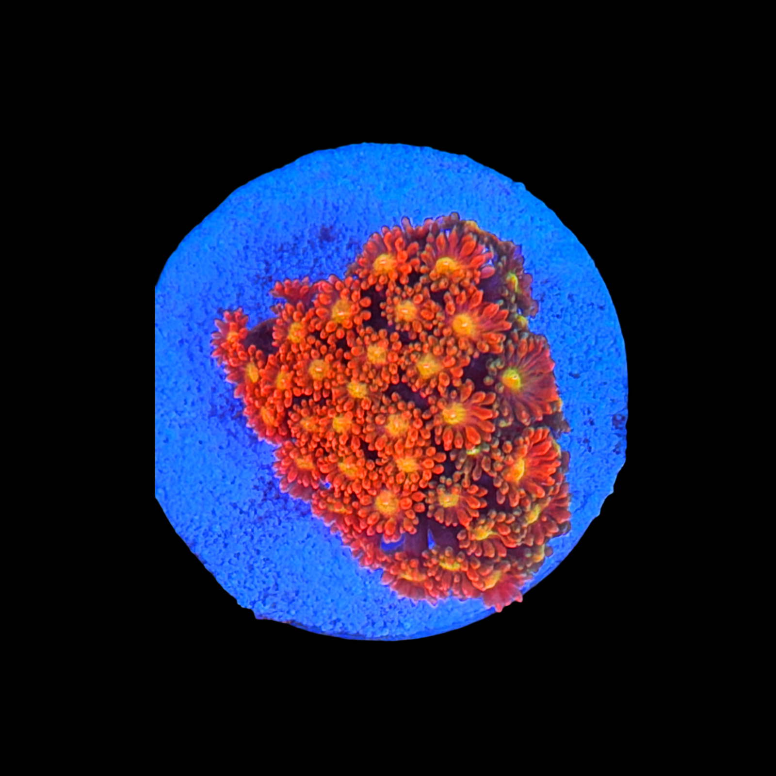 ECC Time Warp Goniopora large plug