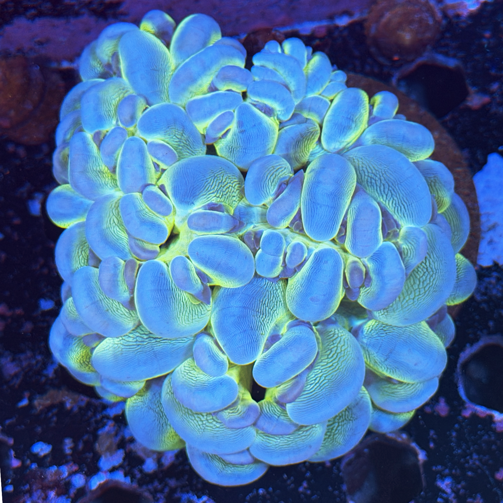 Metallic Bubble Coral XL