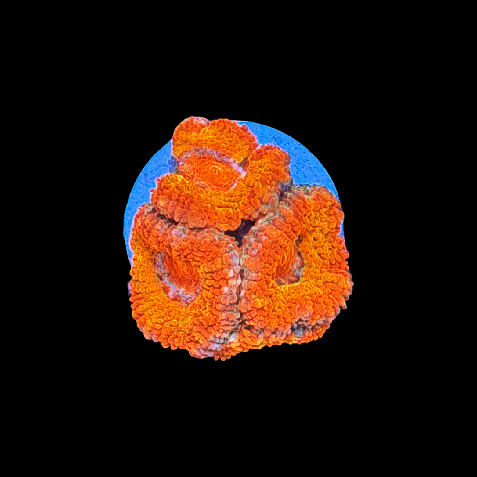 Orange Inferno Acan