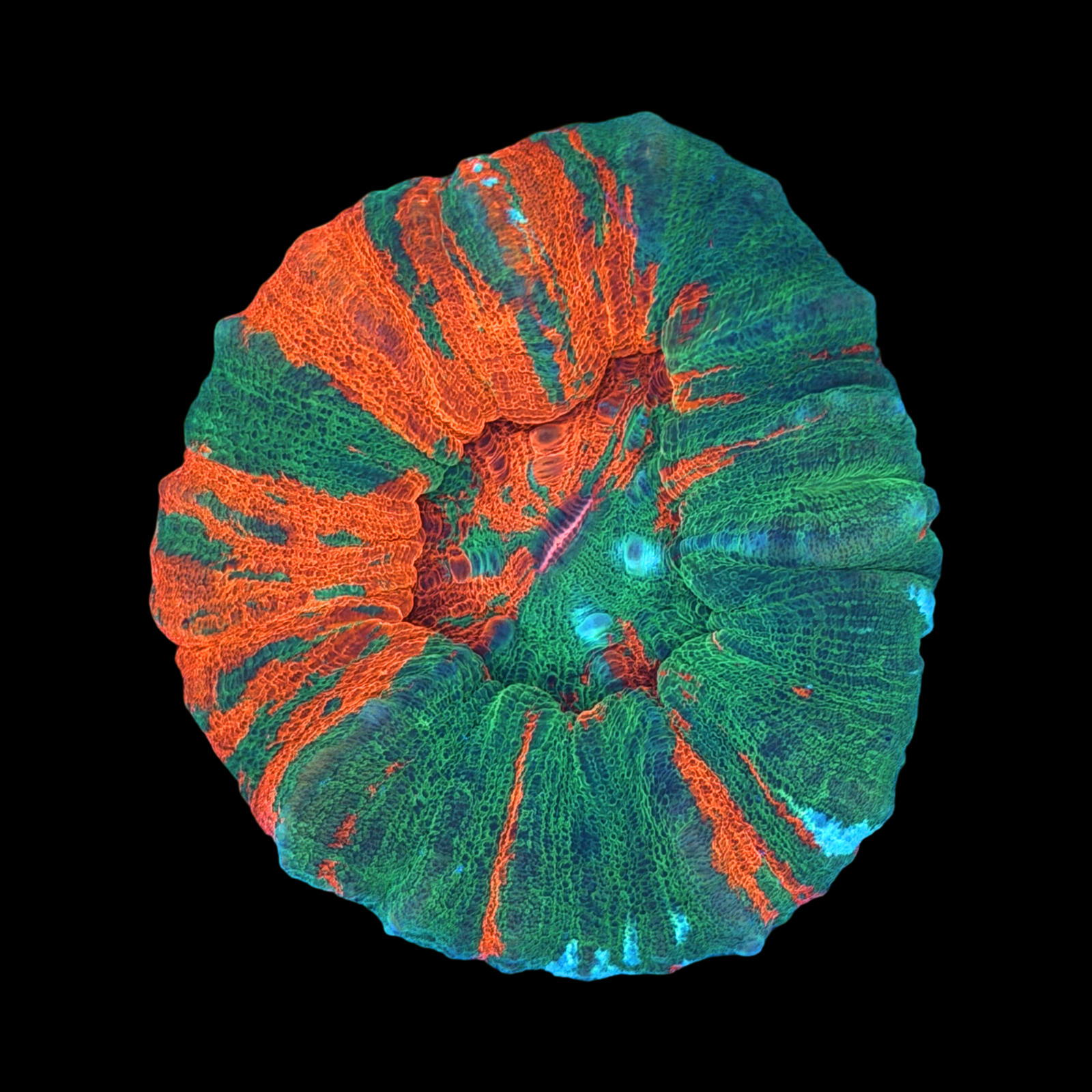 Aussie Bleeding Apple XL Scolymia