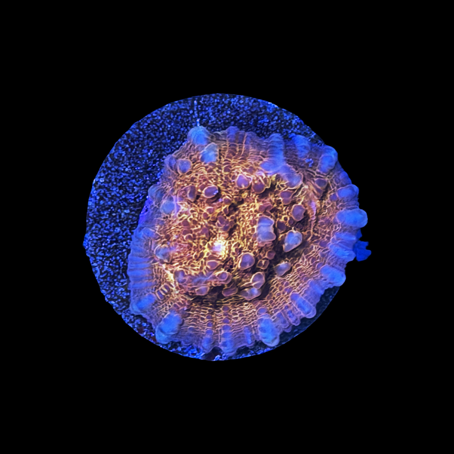 TSA Wildfire Chalice