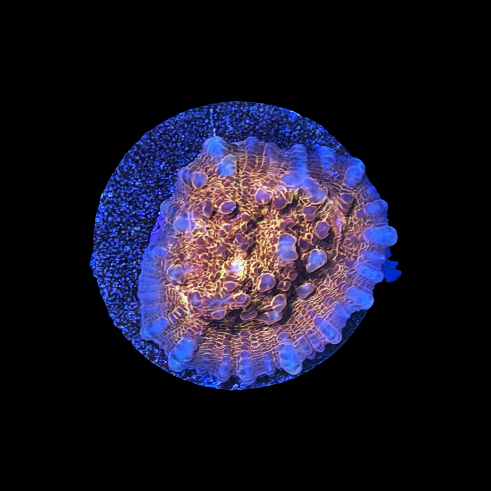 TSA Wildfire Chalice