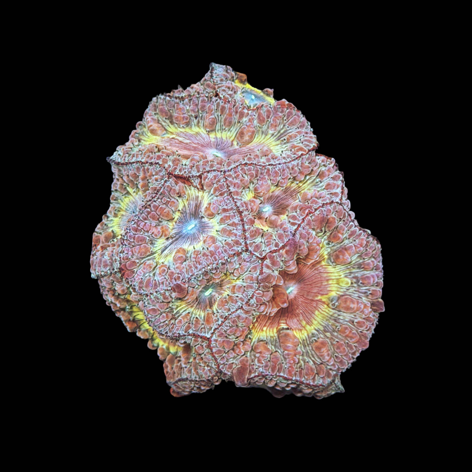 Ultra Hot Rainbow Blasto Colony