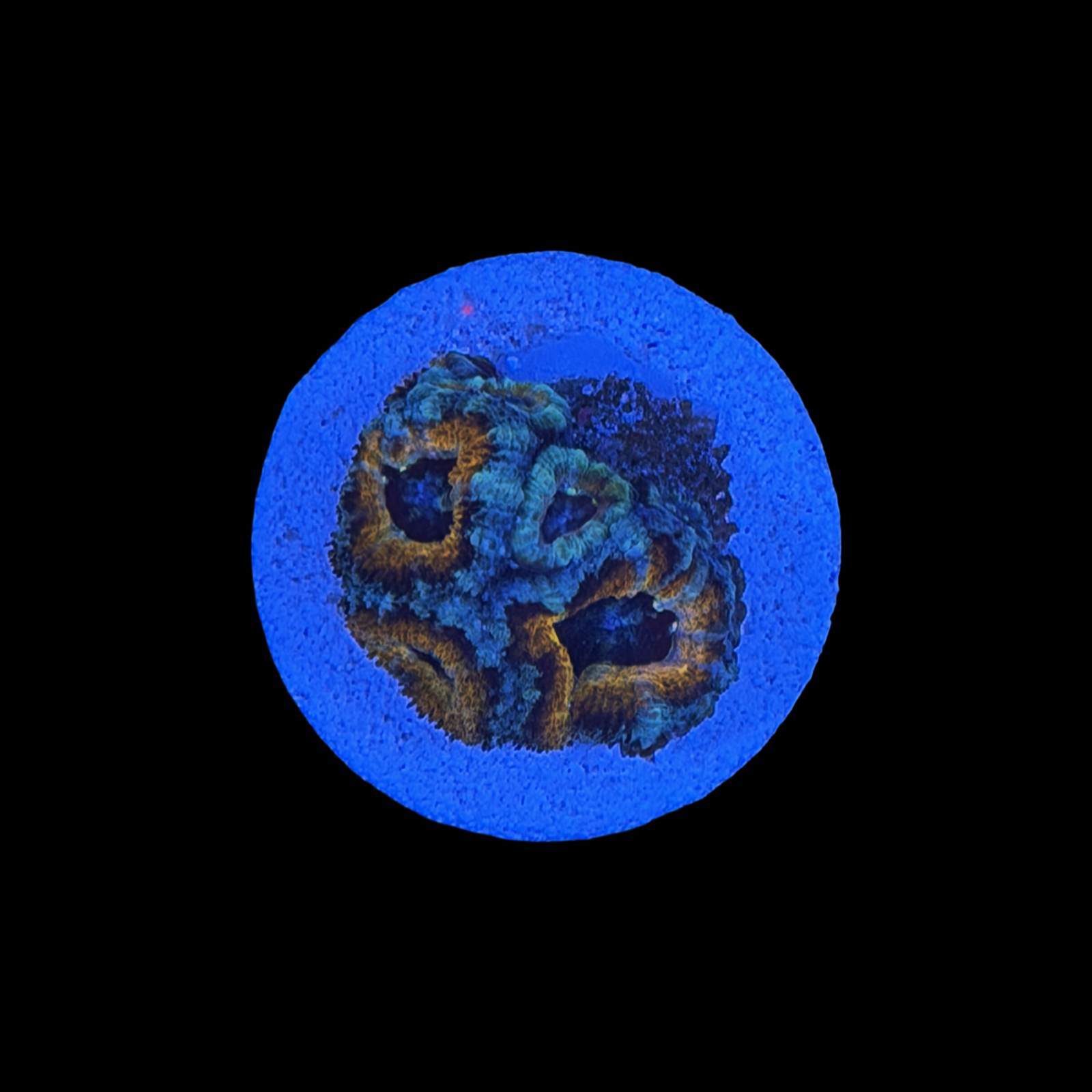 Golden Dragon Acan