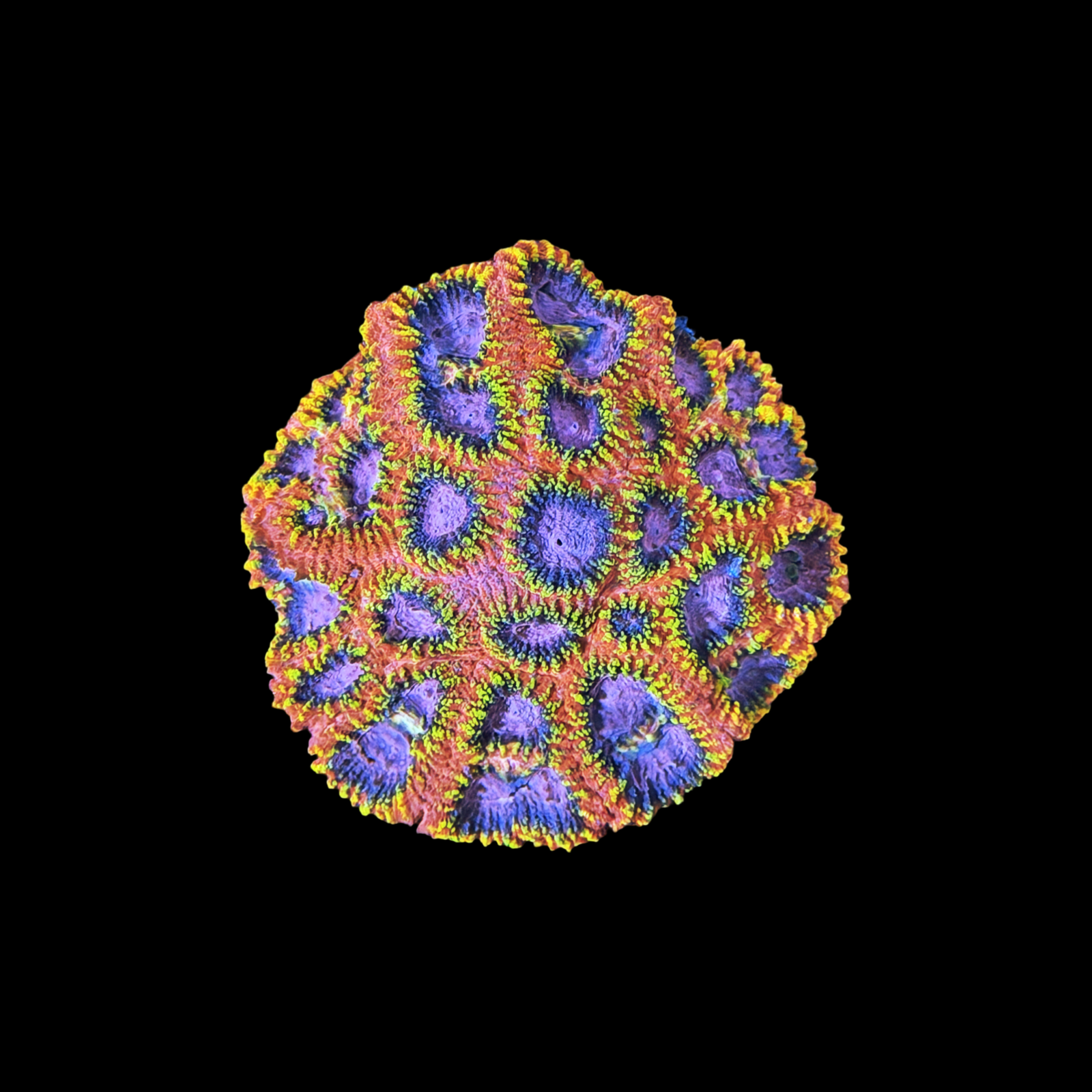 KO Burning Passion Favia XL