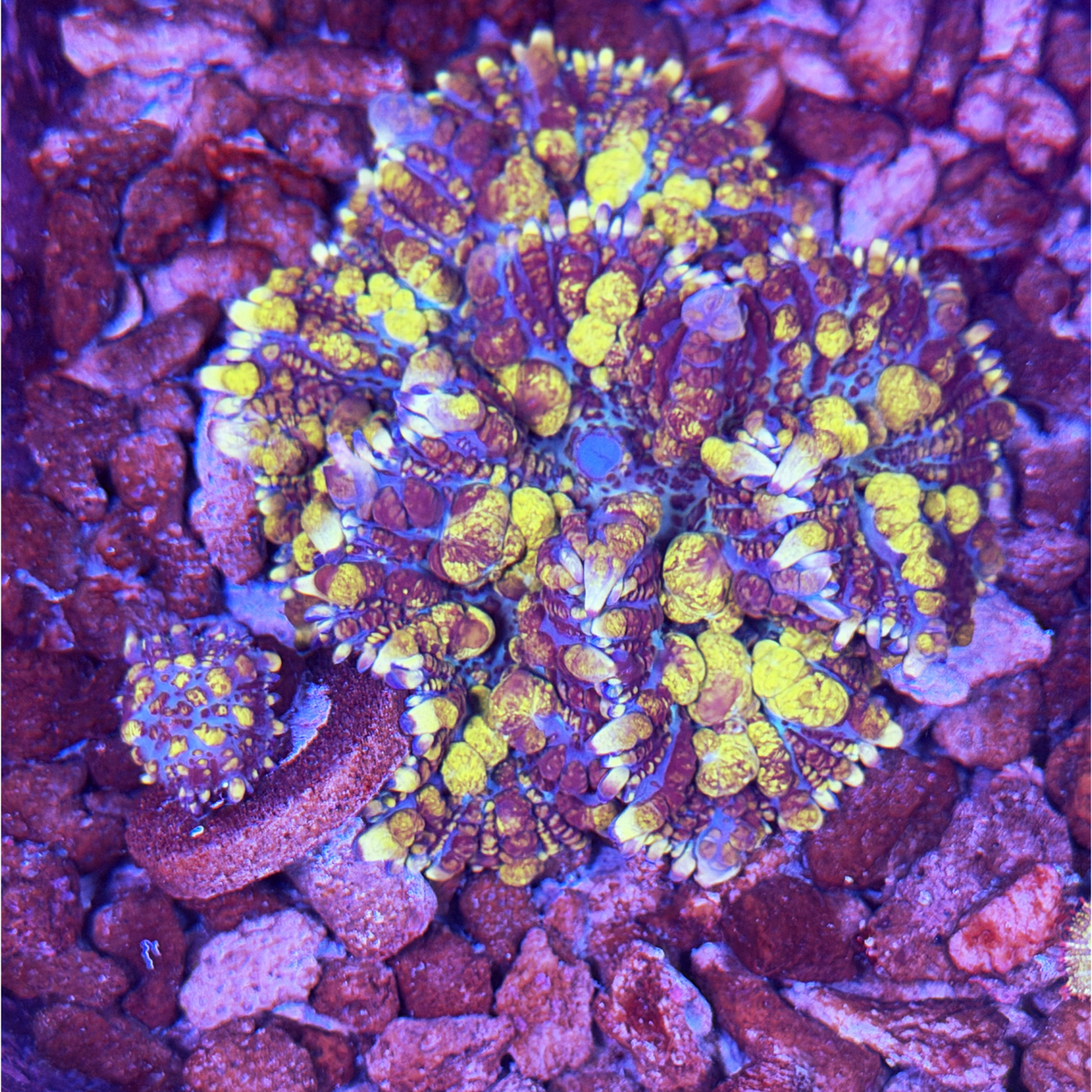 Biohazard Bounce Baby large plug only