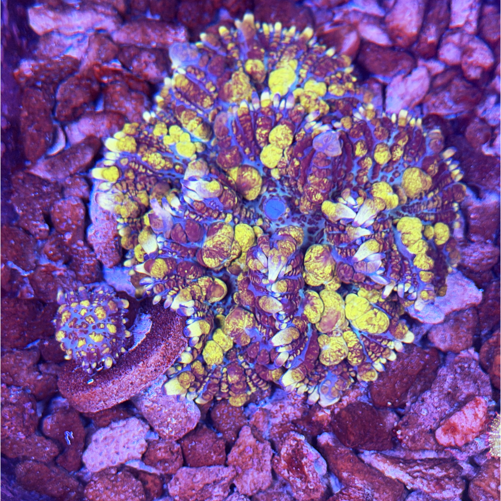 Biohazard Bounce Baby large plug only