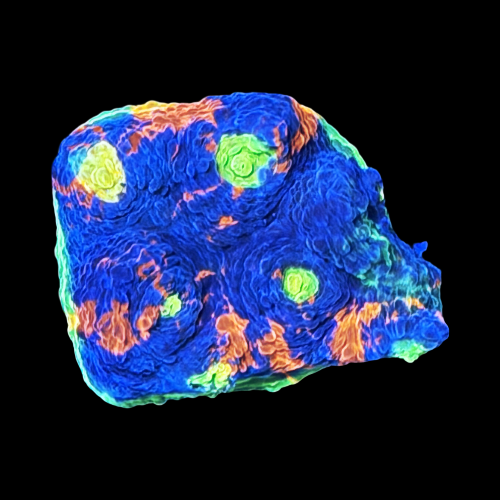 Rainbow Jellybean Chalice