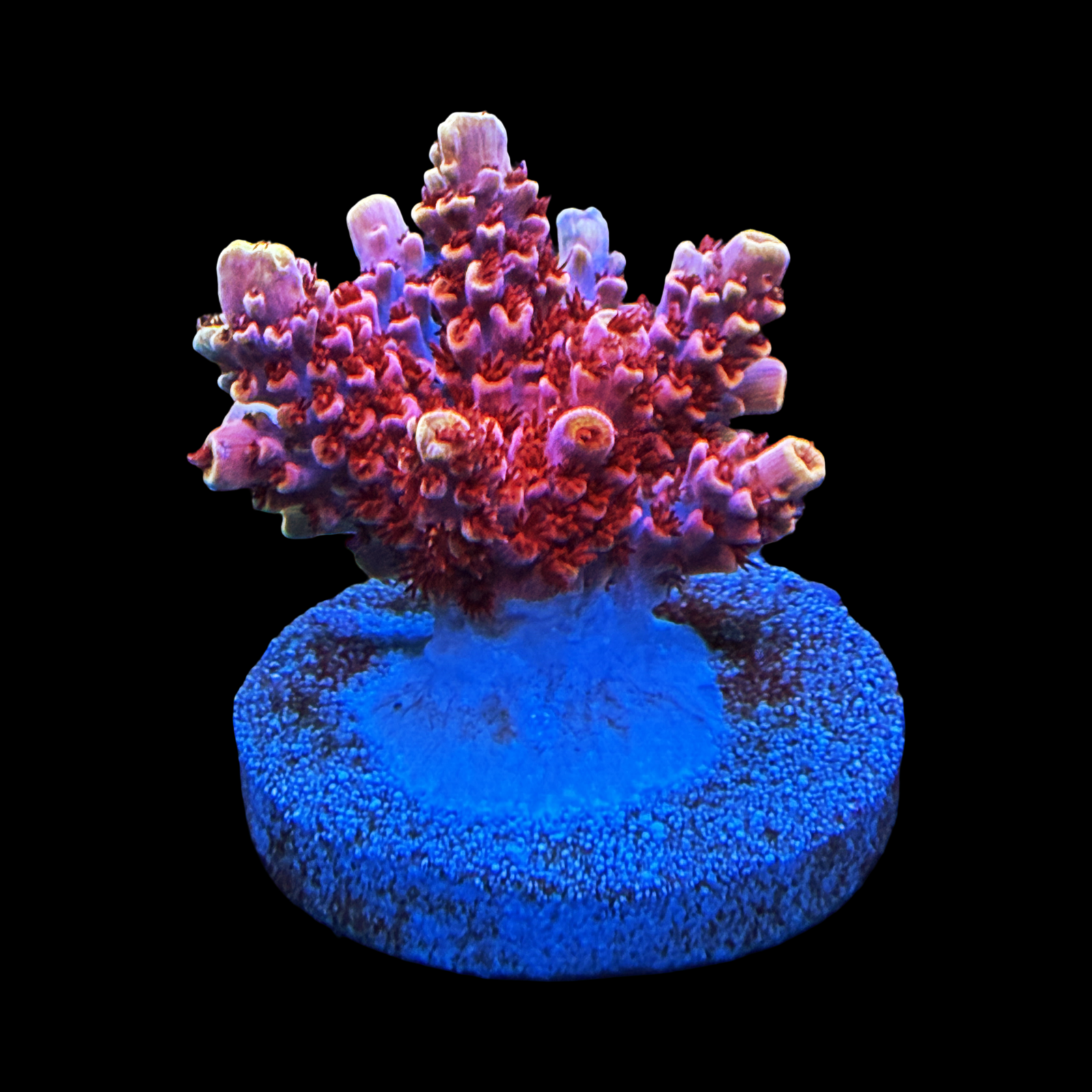 CC Mai Tai Table XL Large Plug