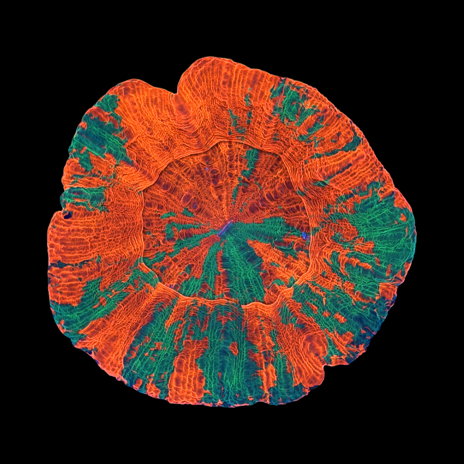 Ultra Aussie Reverse Bleeding Apple Show Piece Scolymia