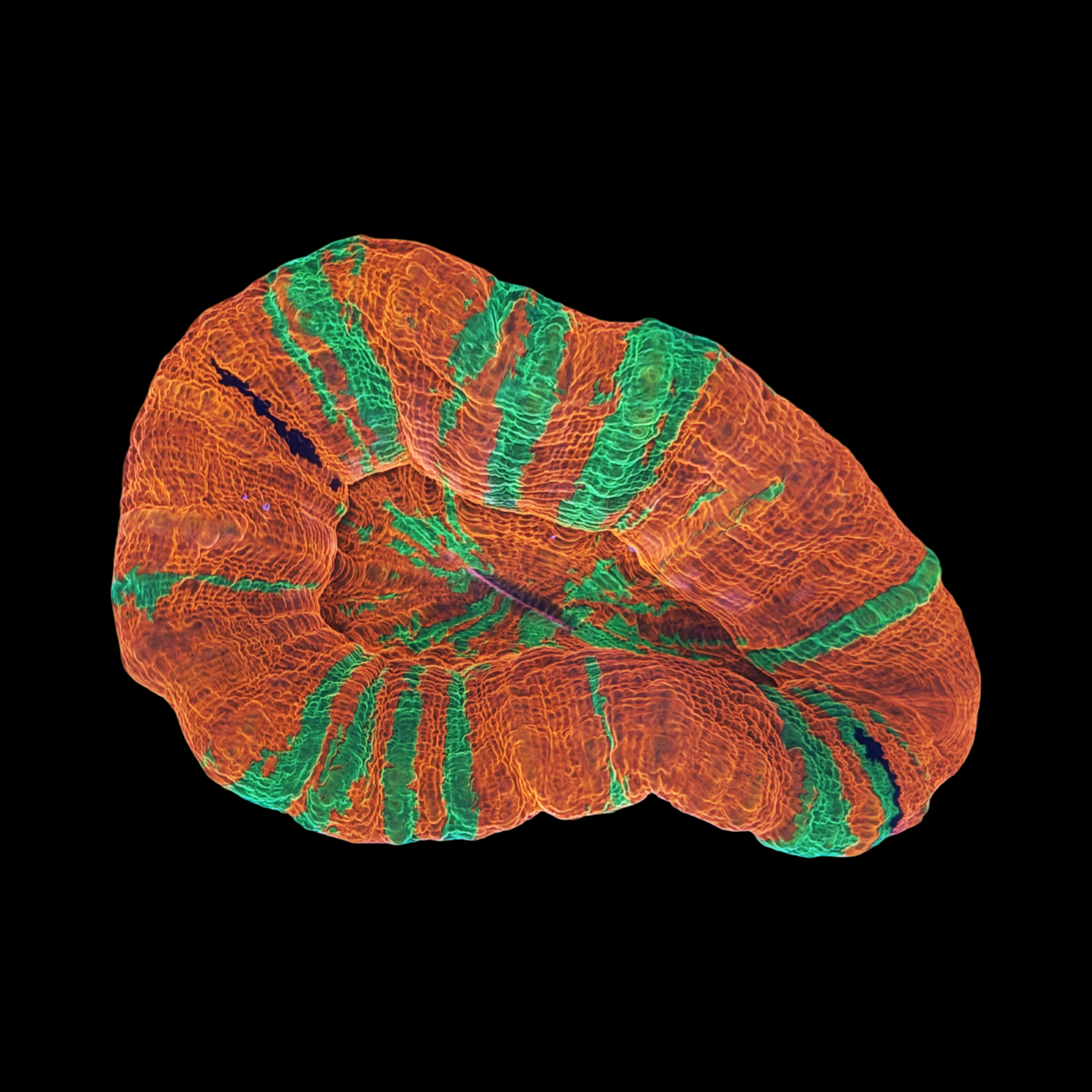 Ultra Aussie Reverse Bleeding Apple XL Scolymia