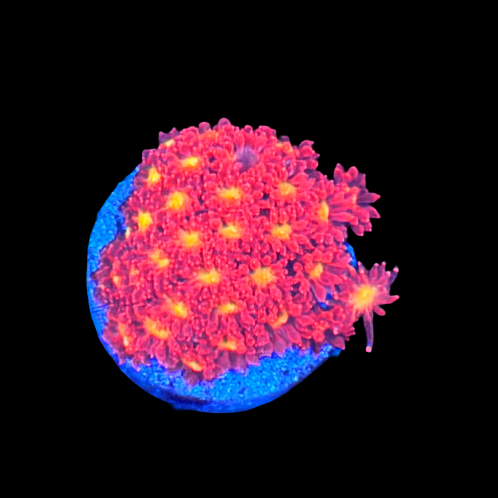 Lemon Drop Goniopora