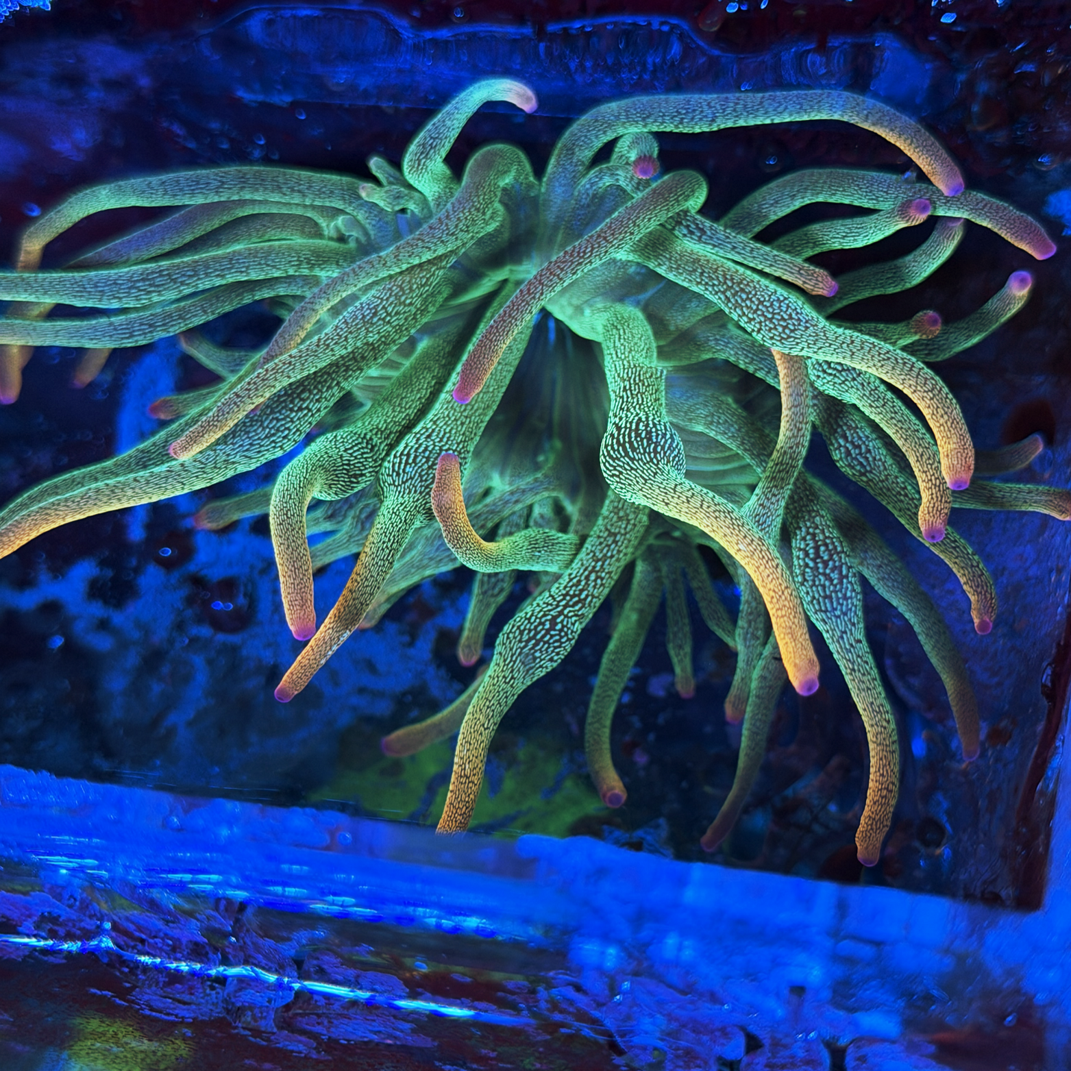 ECC Holy Grail Bubble Tip Anemone