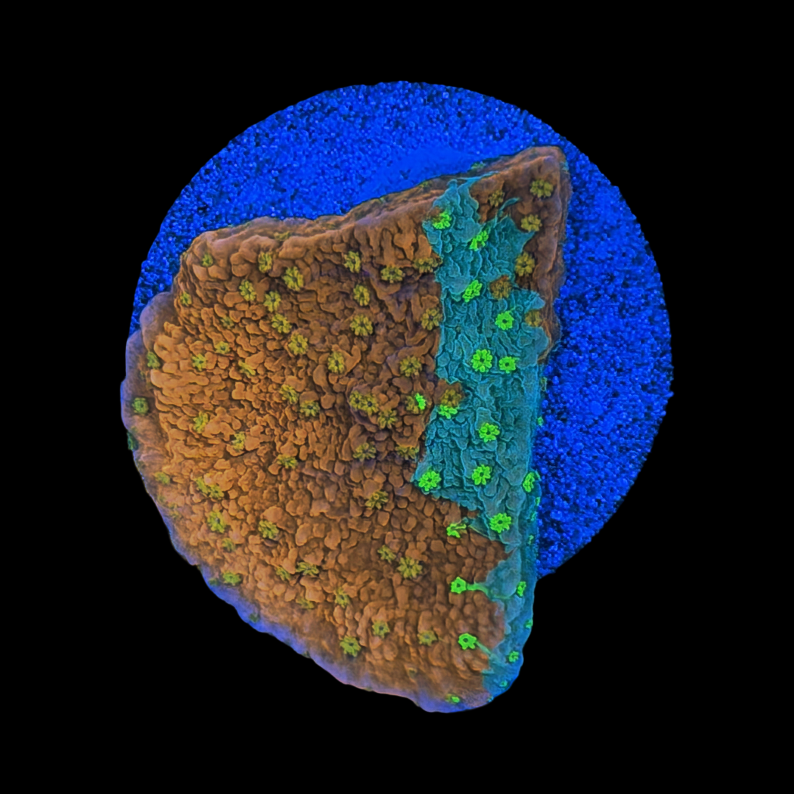 WWC Grafted Sunfire Monti XL