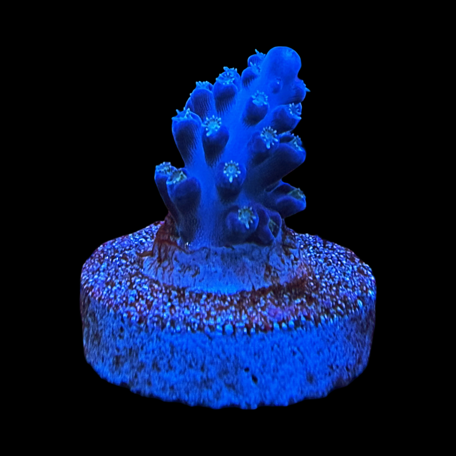 WWC Brain Freeze small