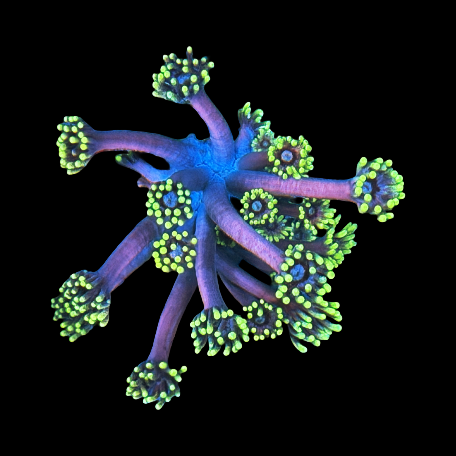 Victoria’s Secret Goni