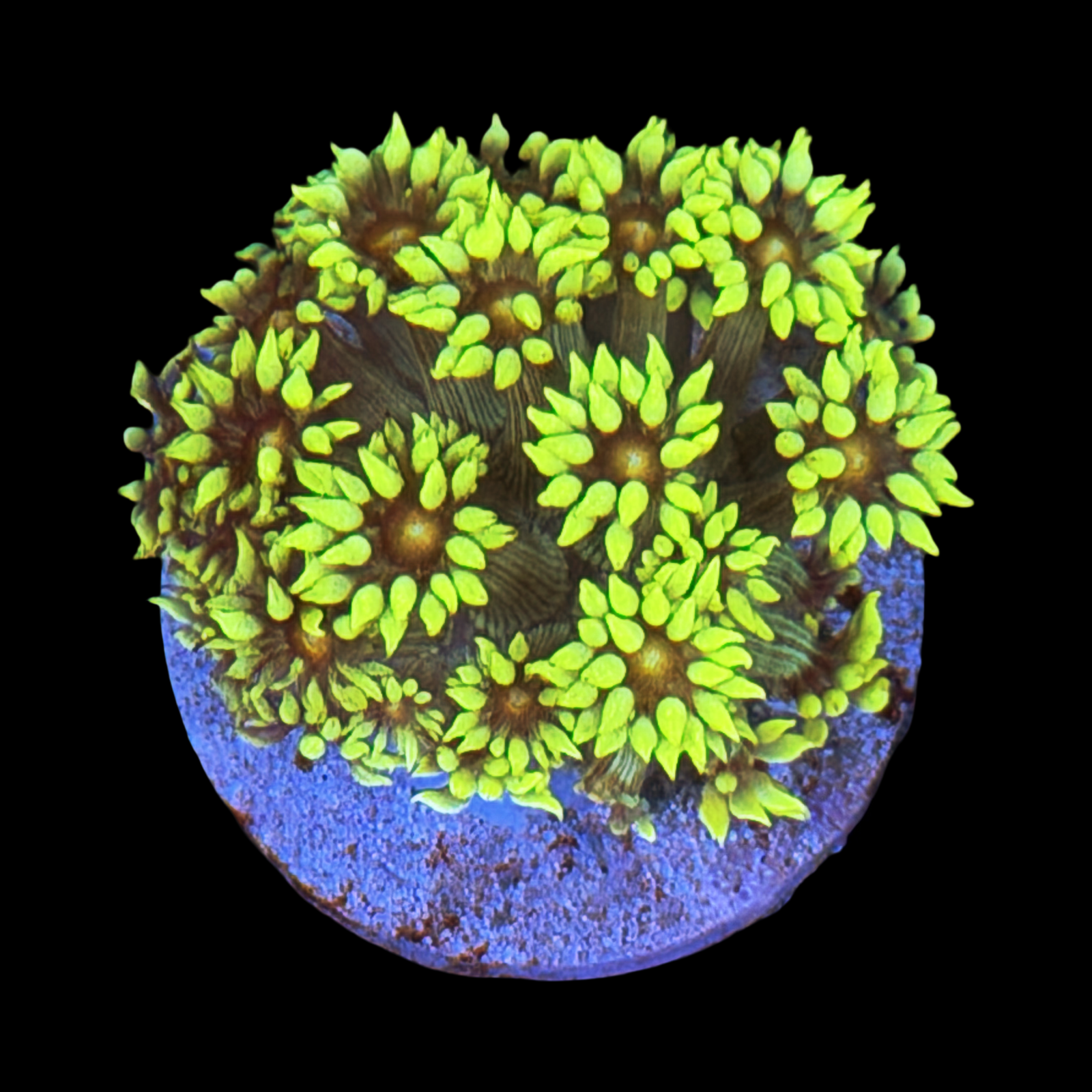 Yellow Daisy Goni Large Plug