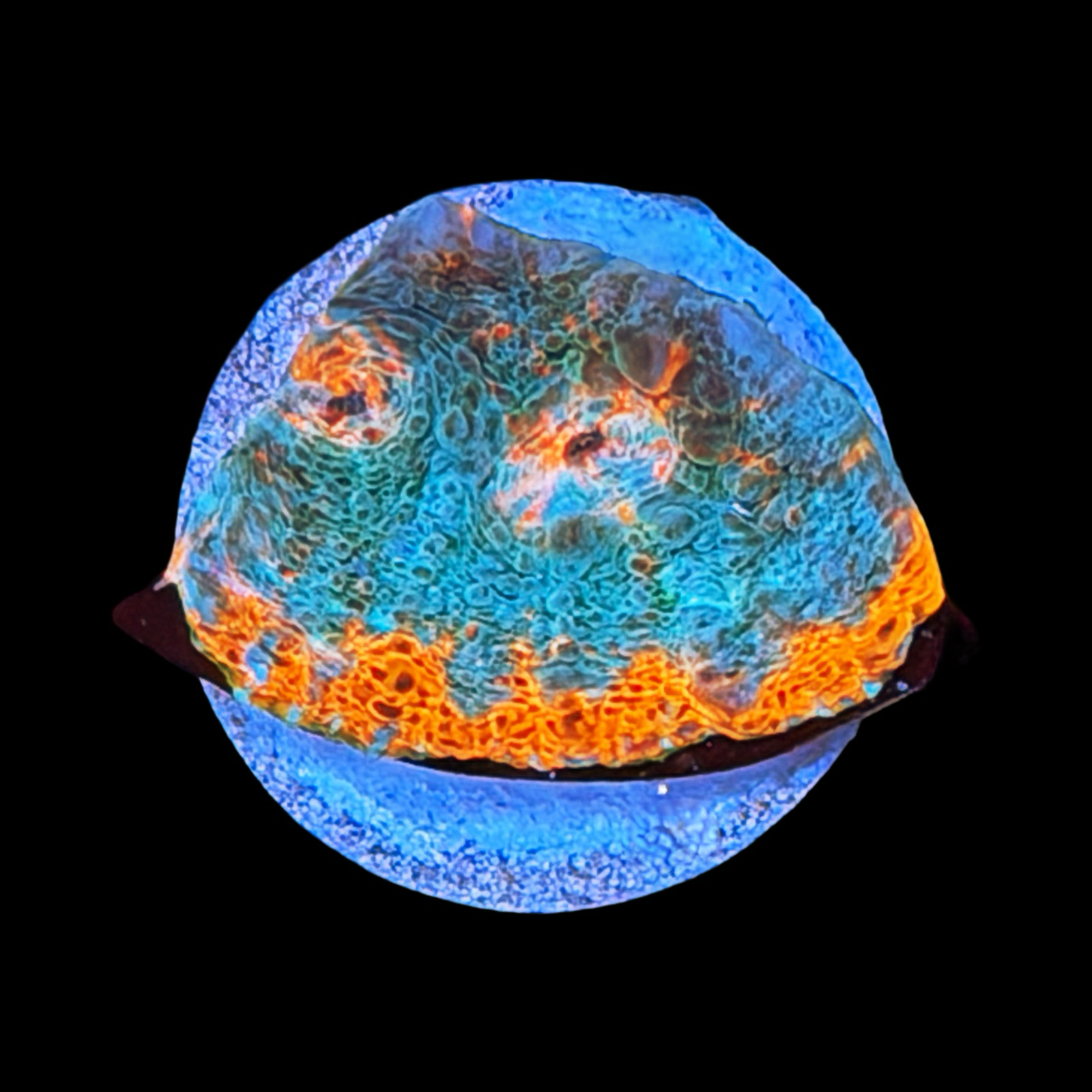 CJ Corals Unicorn Poop Chalice