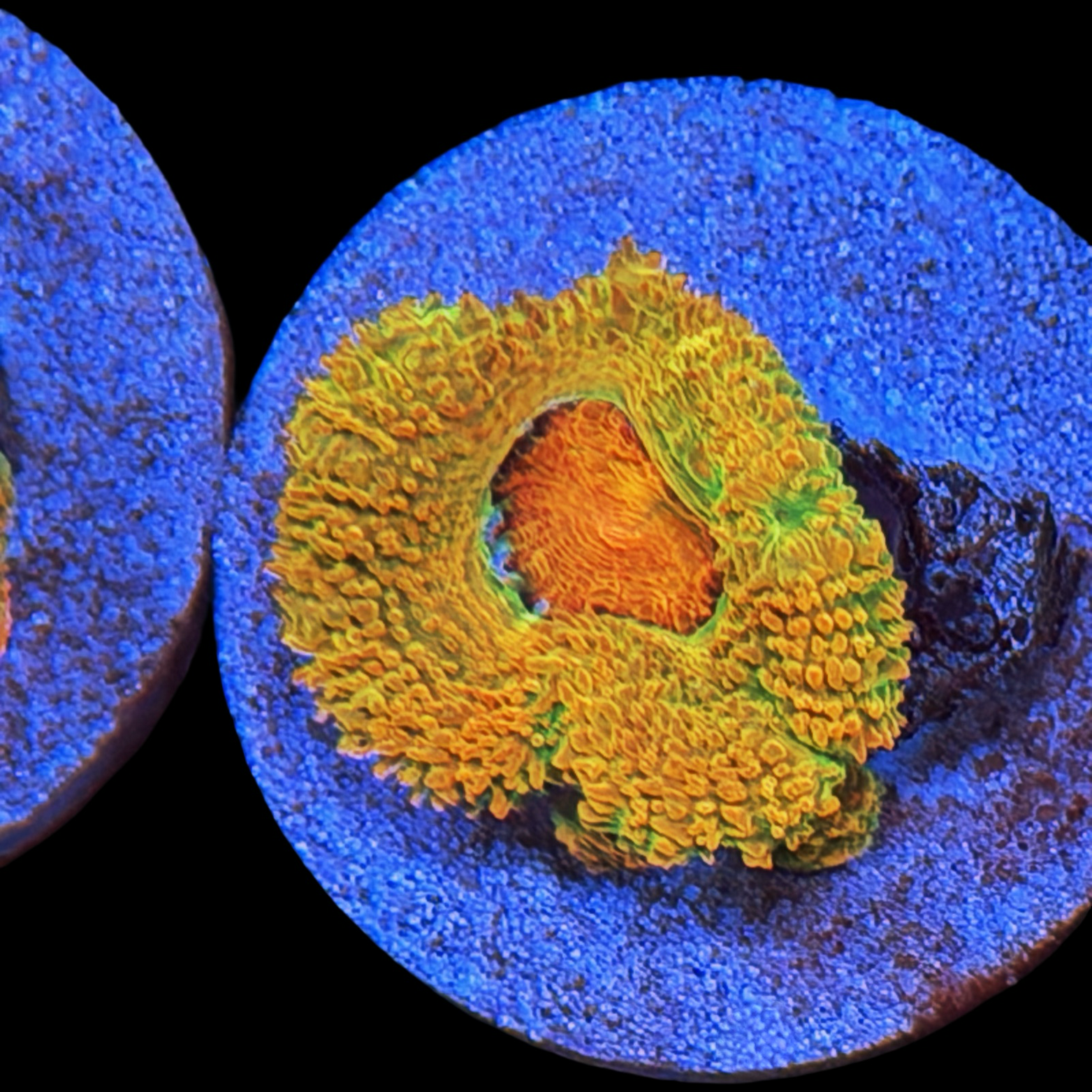 BSA Killshot Acan large plug