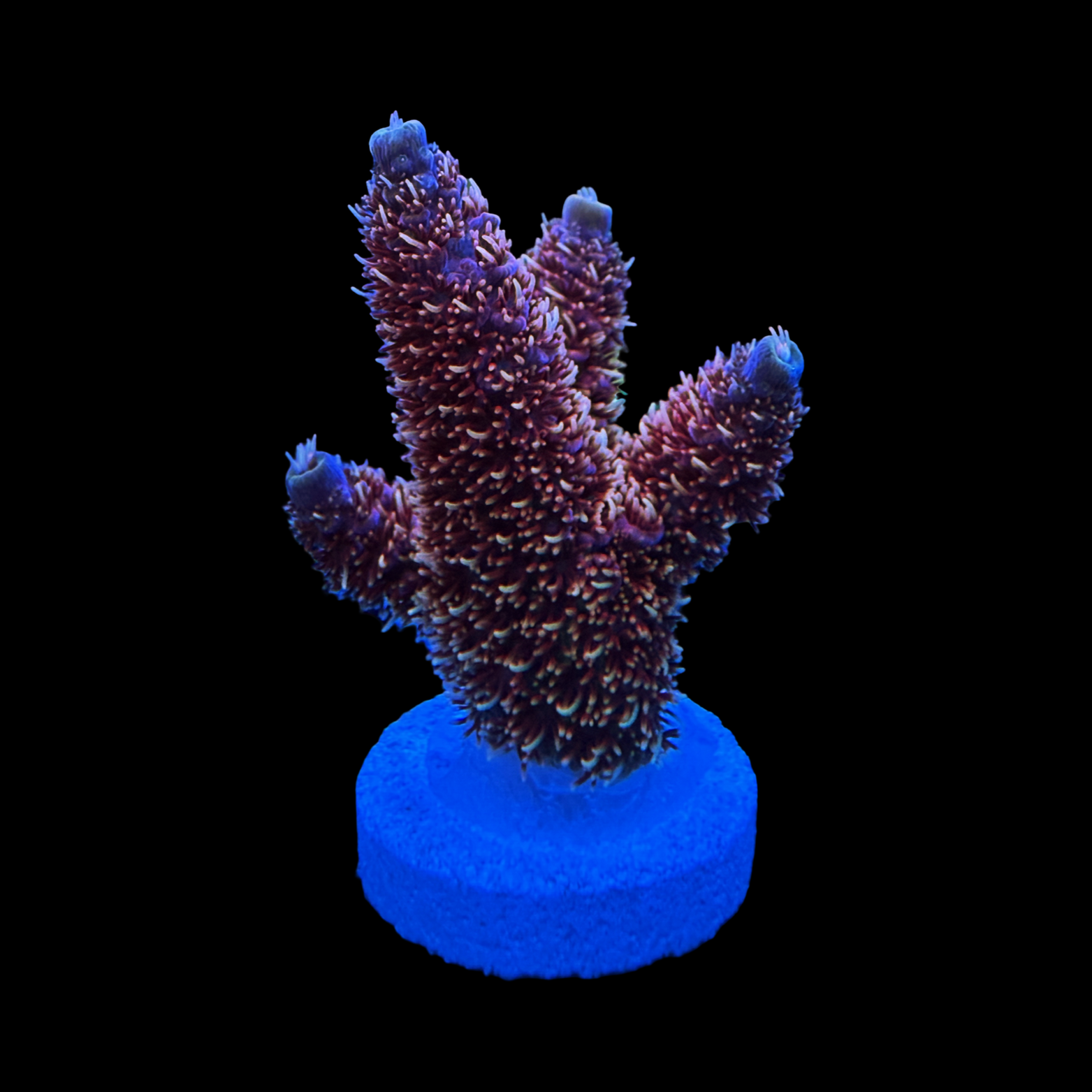 BC Raindrops On Roses Milli XL