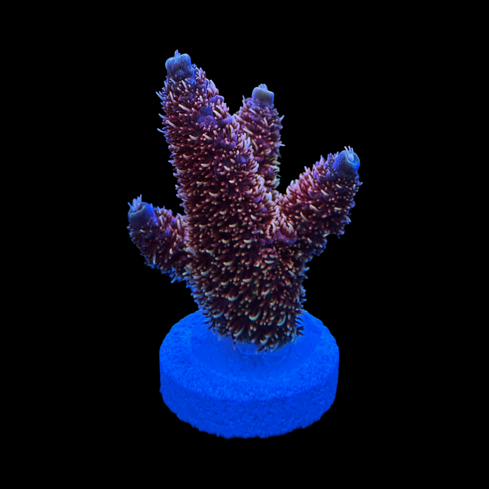 BC Raindrops On Roses Milli XL