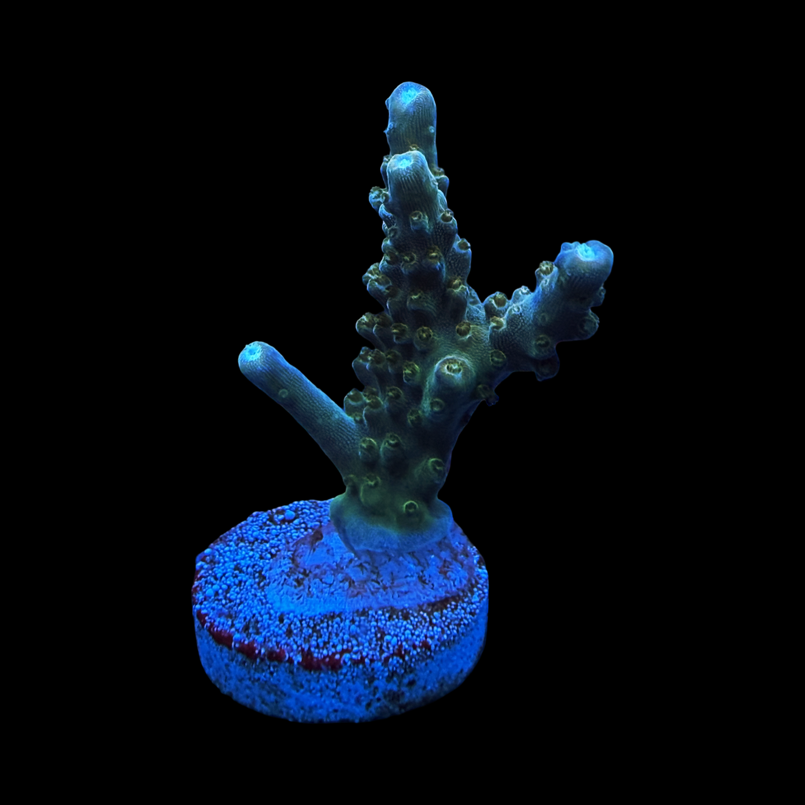 CC Grafted Banana Hammock