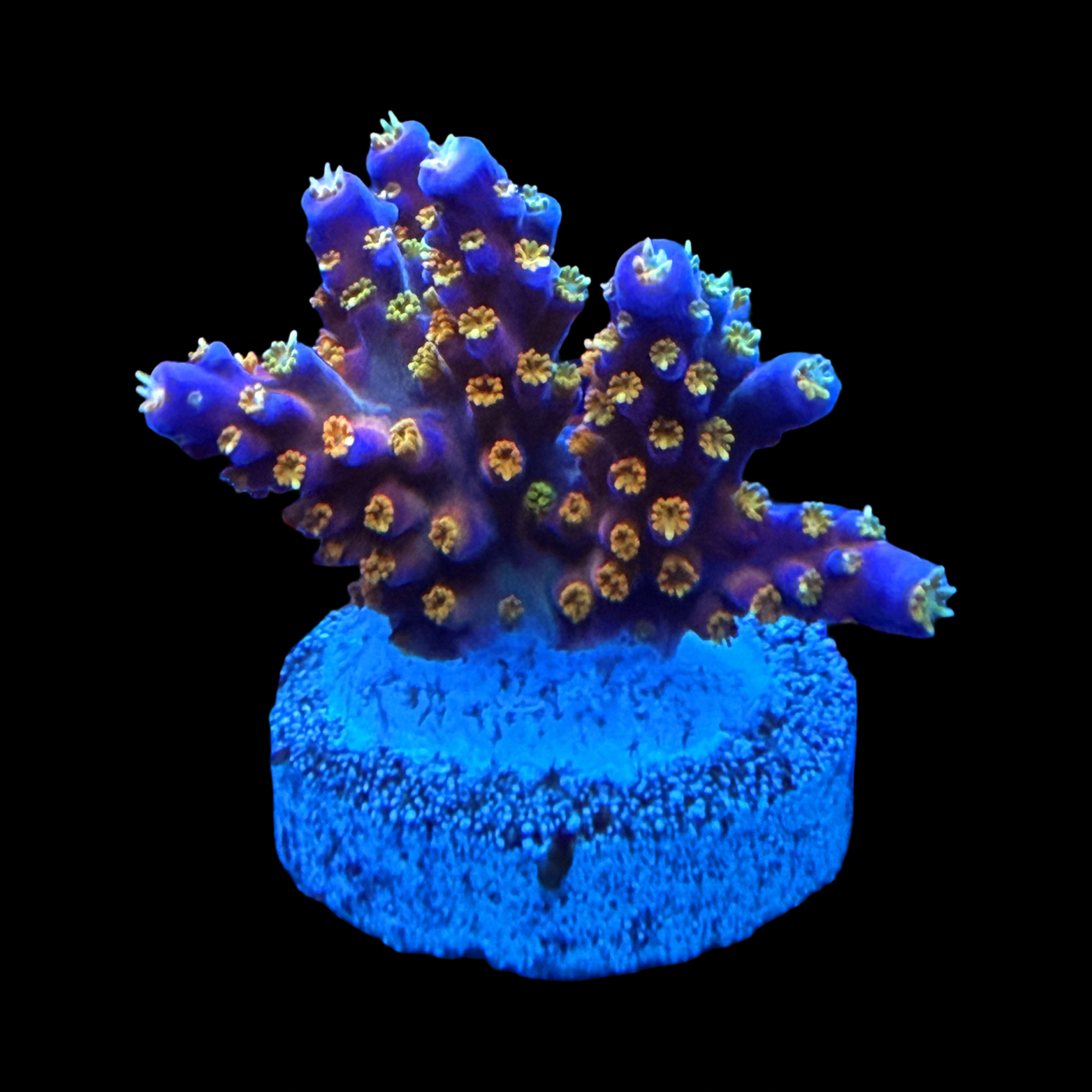 Tyree Merlin's Staff