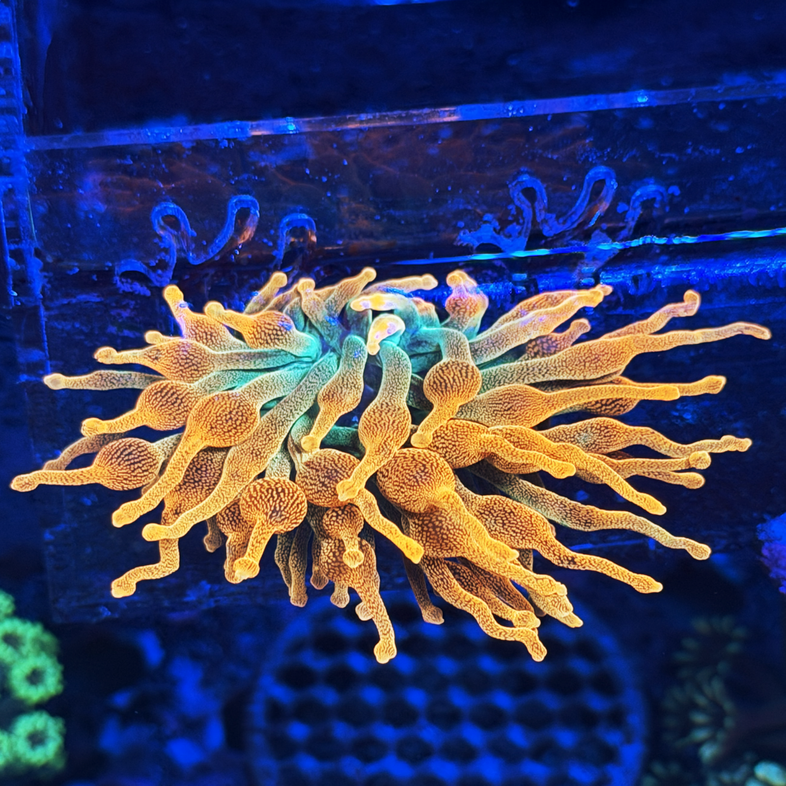 Chicago Sunburst Bubble Tip Anemone
